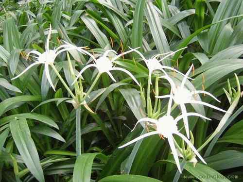 塞舌尔褐鹈鹕、天使鱼