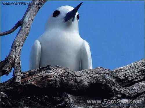 塞舌尔白燕鸥  Fairy Terns 