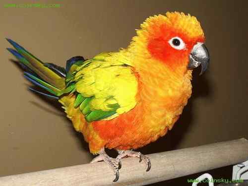 苏里南太阳锥尾鹦鹉