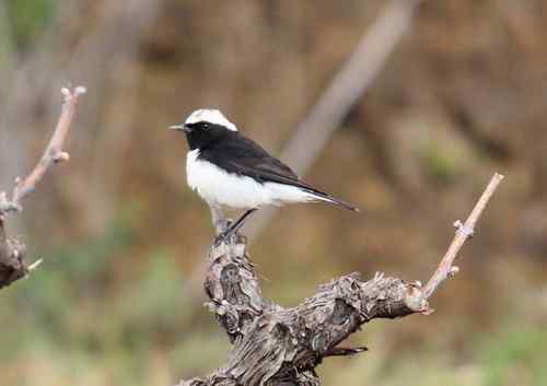 塞浦路斯鸣鸟 塞浦路斯鸣鸟