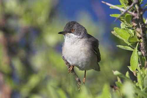 塞浦路斯10镑纸币上面的动植物