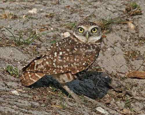 猫头鹰——阿鲁巴穴鸮