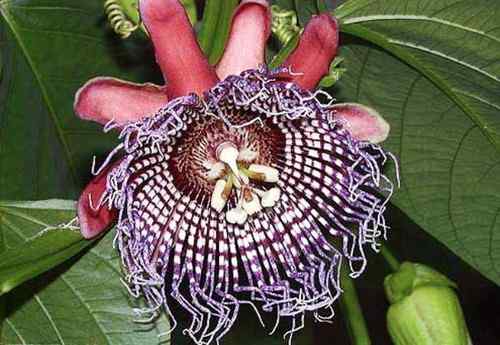 红颈啄木鸟 Red necked Woodpecker 红颈啄木鸟 Red necked Woodpecker