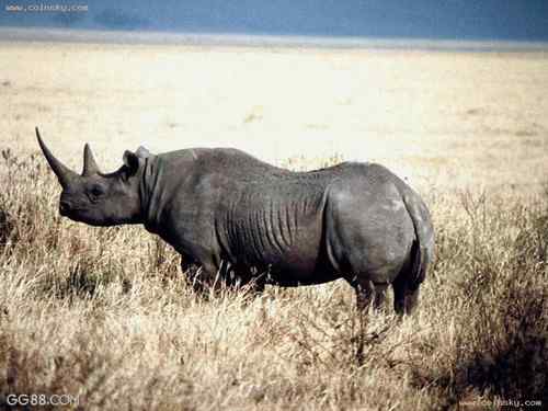 南非兰特犀牛