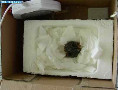 5.12大地震中的小雏鸟及地震记事（一）