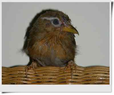 我和鸟儿的故事: 梦里鸟儿知多少（九)