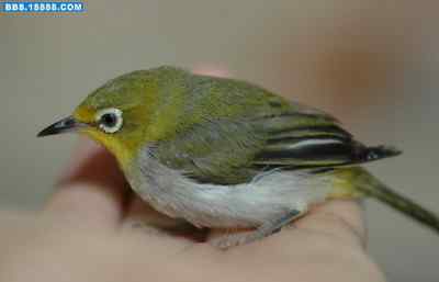 5.12大地震中的小雏鸟及地震记事（十七完结篇）