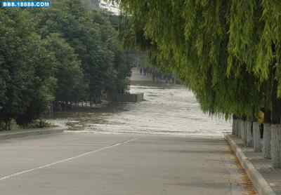 5.12大地震中的小雏鸟及地震记事(十六) 5.12大地震中的小雏鸟及地震记事(十六)