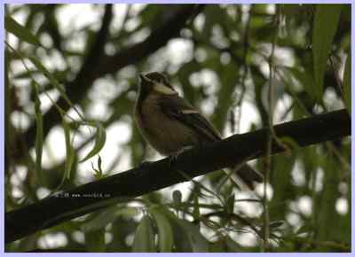 我和鸟儿的故事: 梦里鸟儿知多少(一) 我和鸟儿的故事: 梦里鸟儿知多少(一)