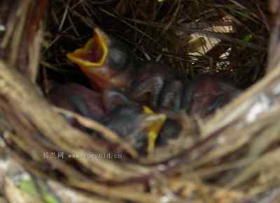 5.12大地震中的小雏鸟及地震记事（四）