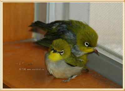 我和鸟儿的故事: 梦里鸟儿知多少（十二）