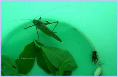 我和鸟儿的故事: 梦里鸟儿知多少(三) 我和鸟儿的故事: 梦里鸟儿知多少(三)