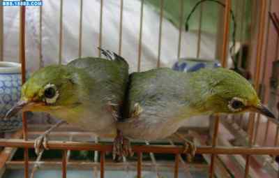 5.12大地震中的小雏鸟及地震记事（十一）