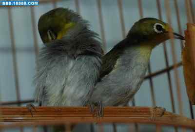 5.12大地震中的小雏鸟及地震记事(十三) 5.12大地震中的小雏鸟及地震记事(十三)