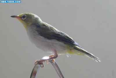 5.12大地震中的小雏鸟及地震记事（十二）