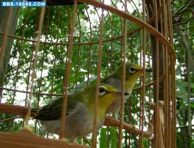 5.12大地震中的小雏鸟及地震记事（十四）