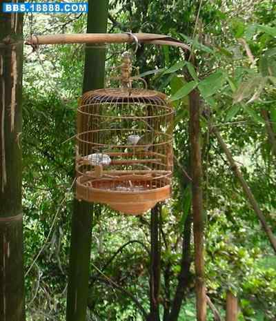 5.12大地震中的小雏鸟及地震记事（十四）