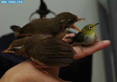 5.12大地震中的小雏鸟及地震记事(十七完结篇) 5.12大地震中的小雏鸟及地震记事(十七完结篇)