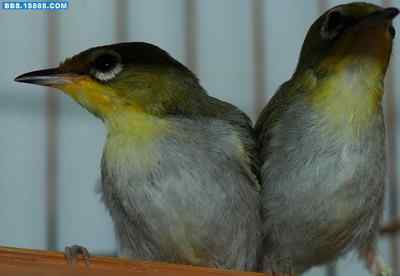 5.12大地震中的小雏鸟及地震记事(十三) 5.12大地震中的小雏鸟及地震记事(十三)