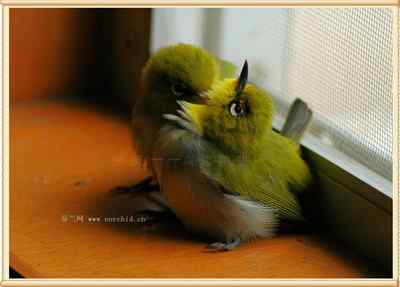 我和鸟儿的故事: 梦里鸟儿知多少（十二）