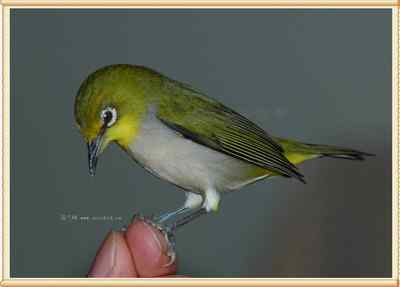 我和鸟儿的故事: 梦里鸟儿知多少（十二）