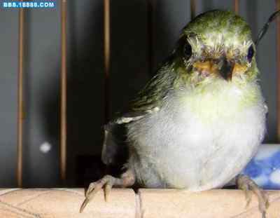 5.12大地震中的小雏鸟及地震记事(九)