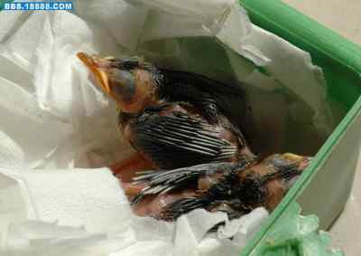 5.12大地震中的小雏鸟及地震记事（一）