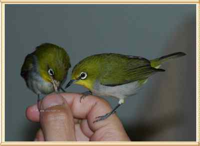 我和鸟儿的故事: 梦里鸟儿知多少（十二）