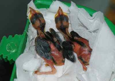 5.12大地震中的小雏鸟及地震记事（一）