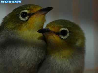 5.12大地震中的小雏鸟及地震记事(十三) 5.12大地震中的小雏鸟及地震记事(十三)