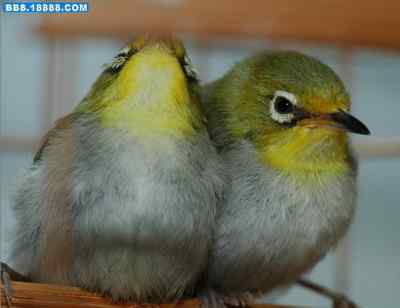 5.12大地震中的小雏鸟及地震记事(十三) 5.12大地震中的小雏鸟及地震记事(十三)