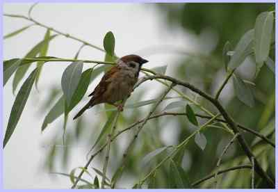 我和鸟儿的故事: 梦里鸟儿知多少(一) 我和鸟儿的故事: 梦里鸟儿知多少(一)