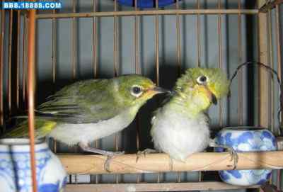 5.12大地震中的小雏鸟及地震记事（十二）