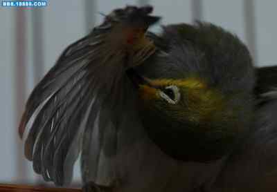 5.12大地震中的小雏鸟及地震记事(十三) 5.12大地震中的小雏鸟及地震记事(十三)