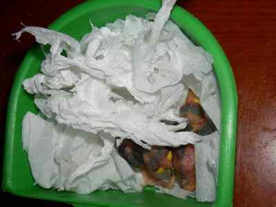 5.12大地震中的小雏鸟及地震记事（一）