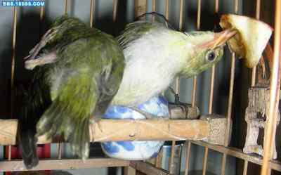 5.12大地震中的小雏鸟及地震记事（九）