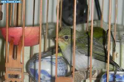 5.12大地震中的小雏鸟及地震记事（九）