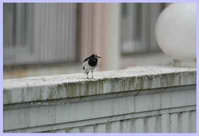 我和鸟儿的故事: 梦里鸟儿知多少(一) 我和鸟儿的故事: 梦里鸟儿知多少(一)