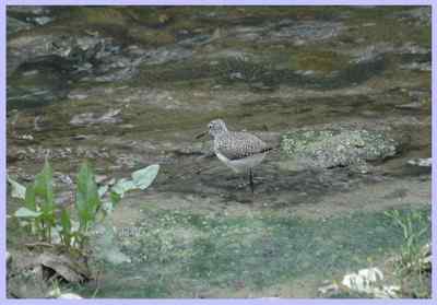 我和鸟儿的故事: 梦里鸟儿知多少(一) 我和鸟儿的故事: 梦里鸟儿知多少(一)