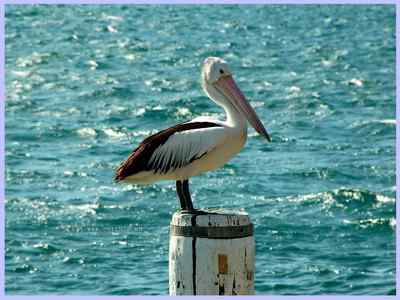 我和鸟儿的故事: 梦里鸟儿知多少（二）