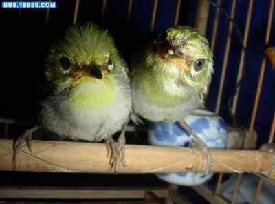 5.12大地震中的小雏鸟及地震记事（十）