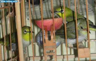 5.12大地震中的小雏鸟及地震记事（九）