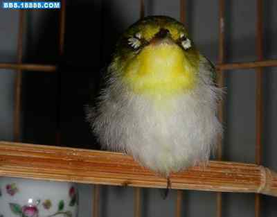 5.12大地震中的小雏鸟及地震记事（十四）