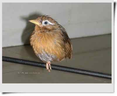 我和鸟儿的故事: 梦里鸟儿知多少（十）