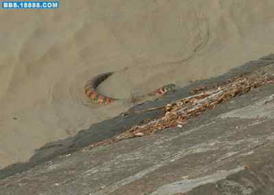 5.12大地震中的小雏鸟及地震记事(十六) 5.12大地震中的小雏鸟及地震记事(十六)