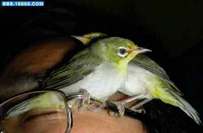 5.12大地震中的小雏鸟及地震记事（十二）