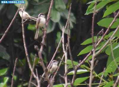 5.12大地震中的小雏鸟及地震记事（十五）