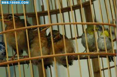 5.12大地震中的小雏鸟及地震记事(十七完结篇) 5.12大地震中的小雏鸟及地震记事(十七完结篇)