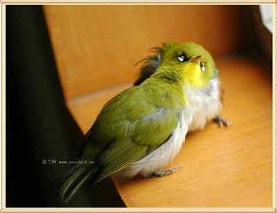 我和鸟儿的故事: 梦里鸟儿知多少（十二）