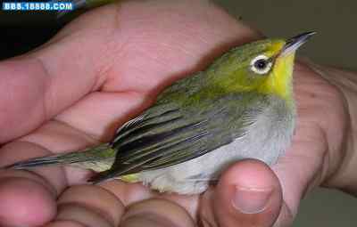 5.12大地震中的小雏鸟及地震记事(十六) 5.12大地震中的小雏鸟及地震记事(十六)